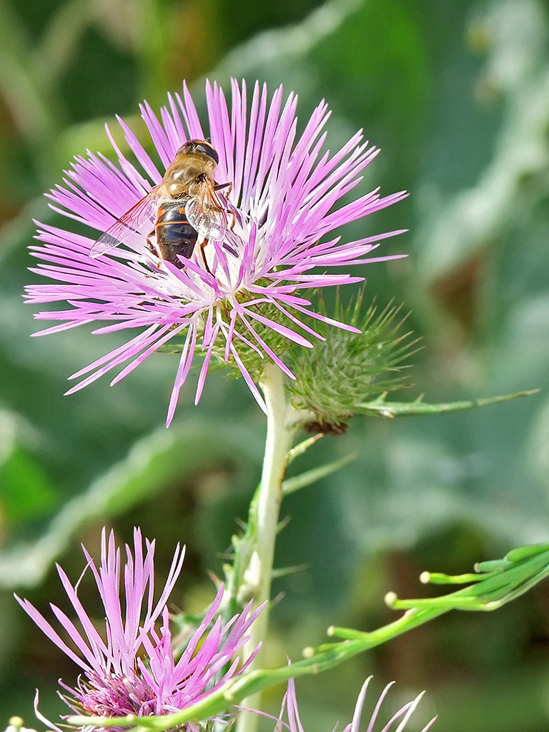 Macro honeybee