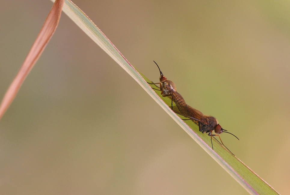 ...Colpa Della Primavera...!!!