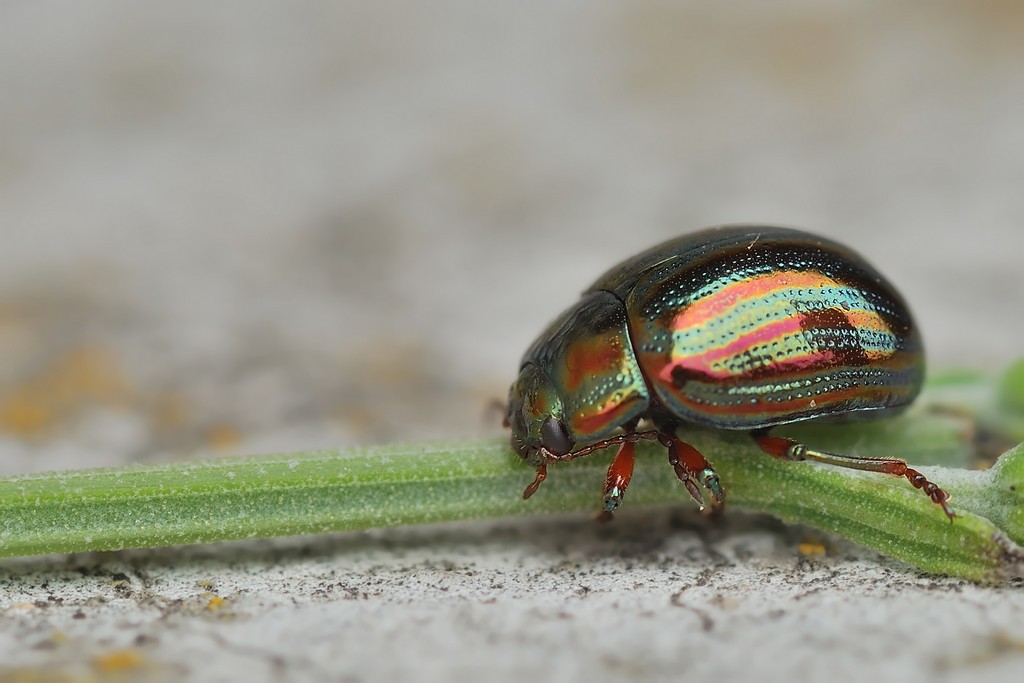 Chrysolina Americana