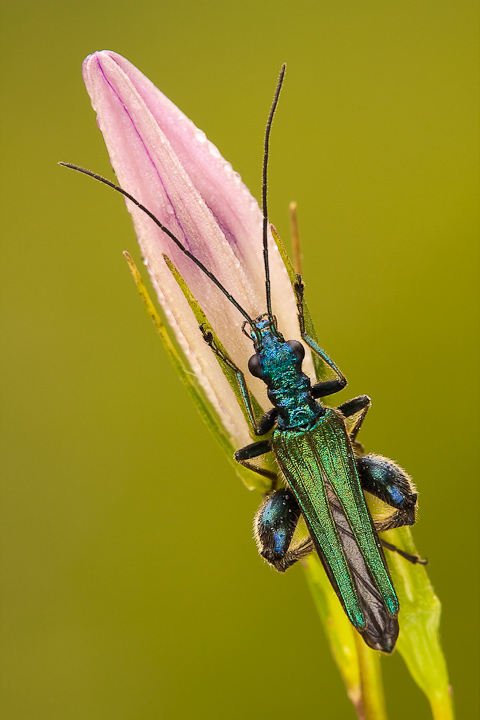 Oedemeridae 2010