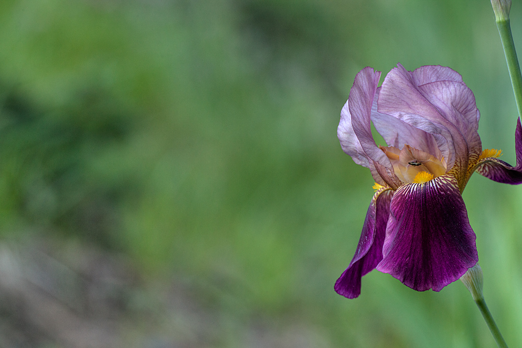 Iris Germanica