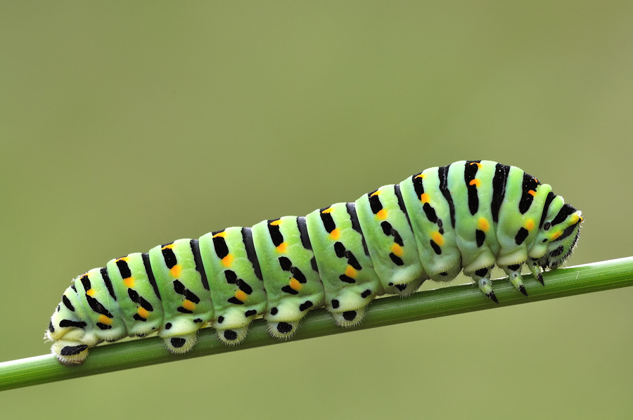 bruco di Papilio machaon.