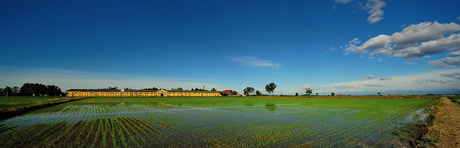 piantine di riso crescono