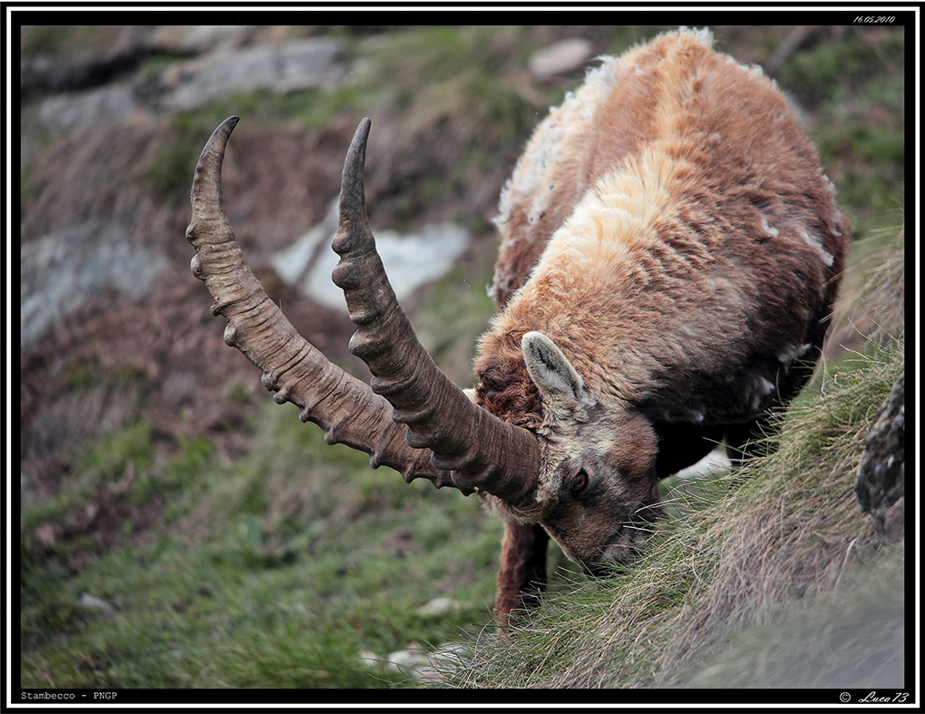 Stambecco PNGP # 5 - Pascolo
