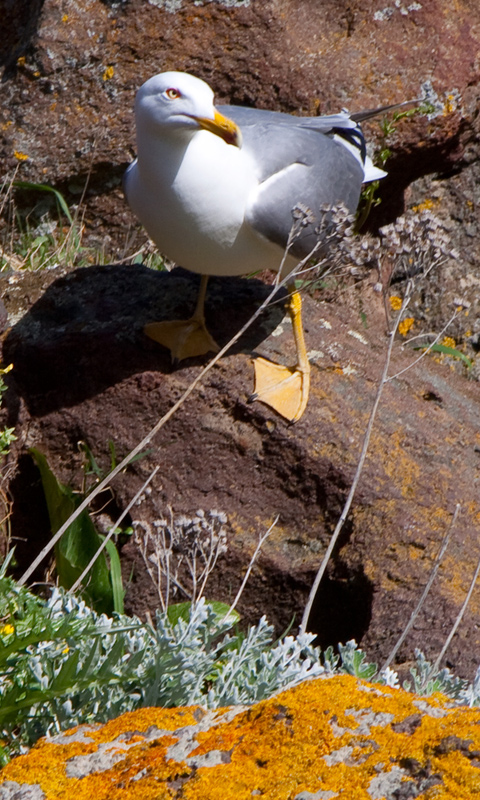 Fauna di Castelsardo