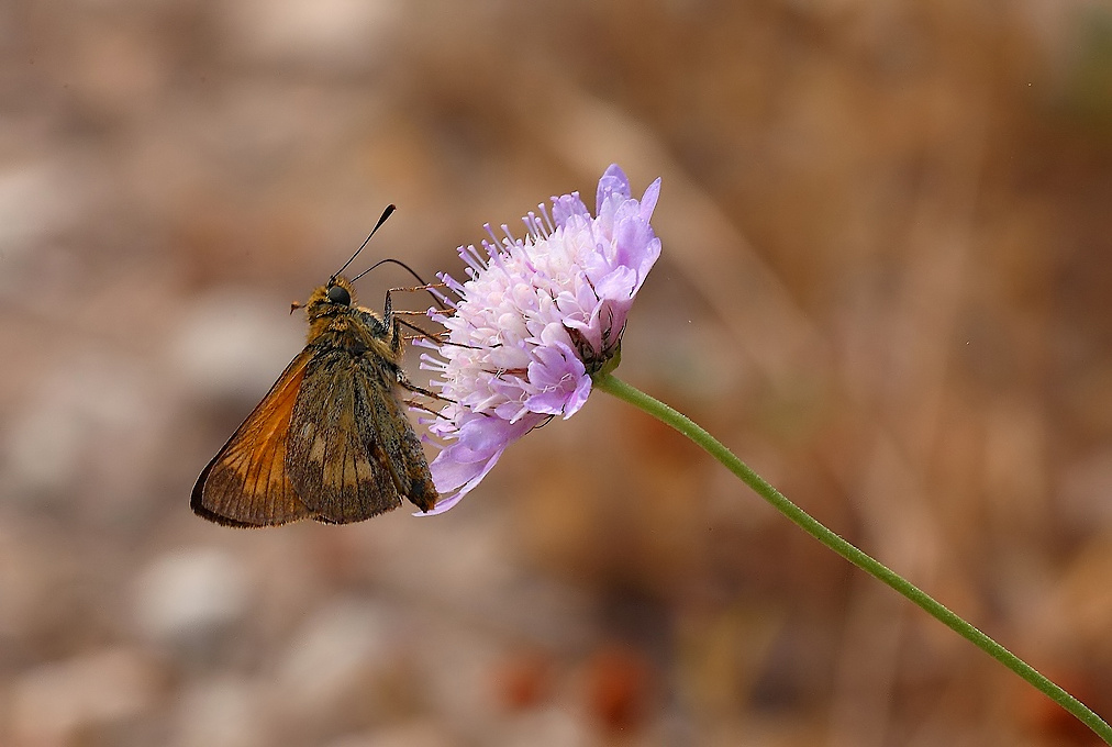 ...Posa Classica...!!!