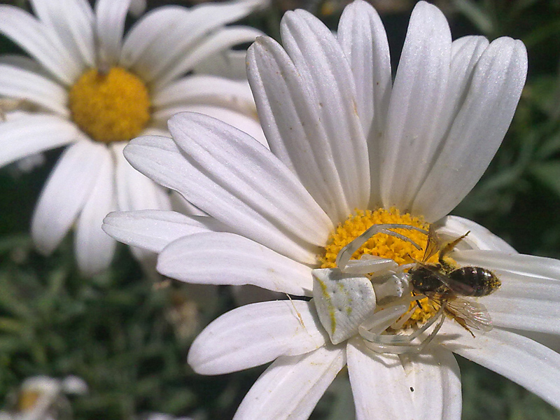 macro col cellulare? perche' no!