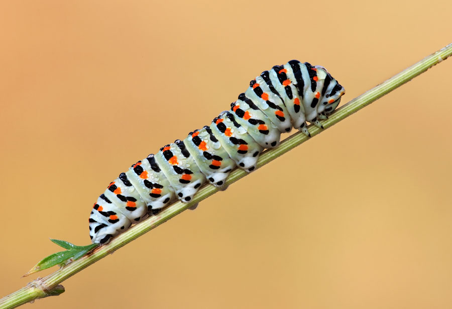 Bruco di macaone (Papilio machaon)