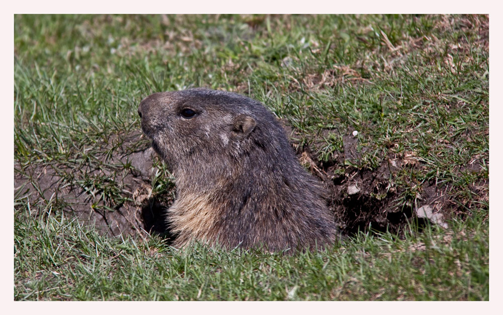 Io sono di vedetta...
