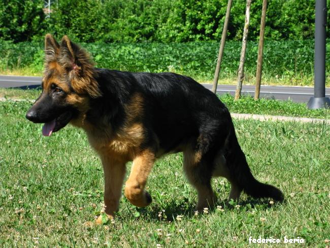 tommy, di federico beria