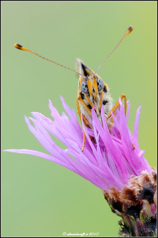 Sguardo di Melitaea Didyma