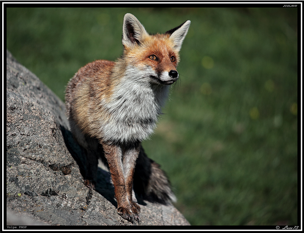 Volpe PNGP # 4