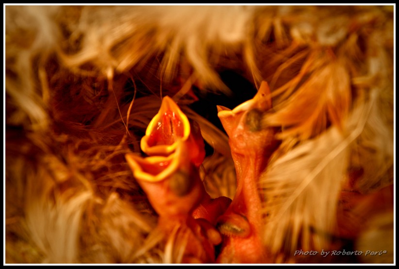 Aspettando la mamma...