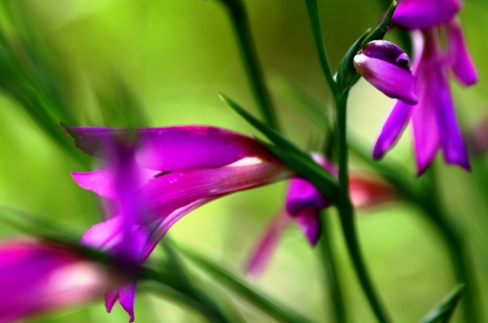 Un p� di viola nel verde