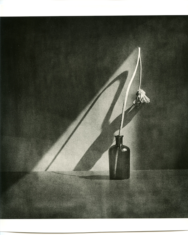 natura morta con fiore secco