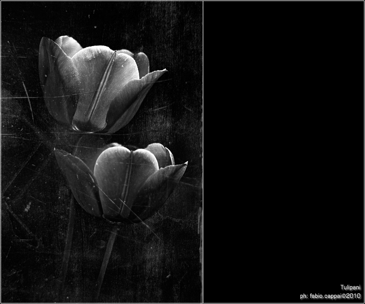 :: TULIPANI ... [01-03]