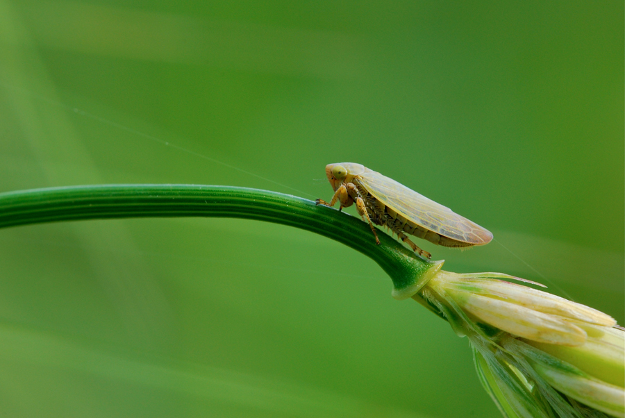 Cicadella in rampa di lancio