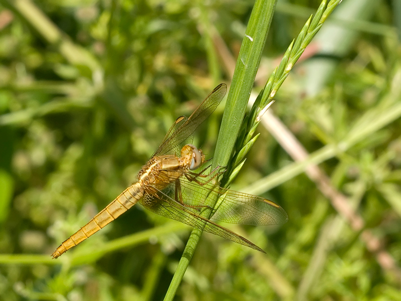 libellula dorata