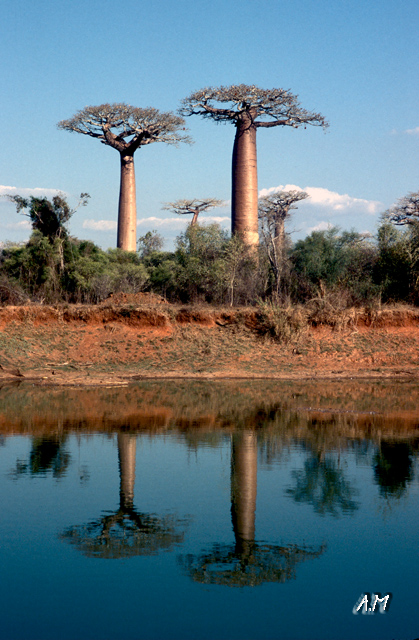 Madagascar - Riflessi