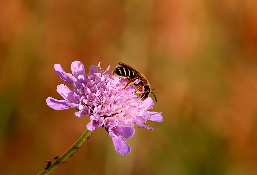 ...Lavora Sempre...!!!