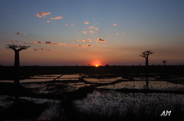 Madagascar - Tramonto a Morondava