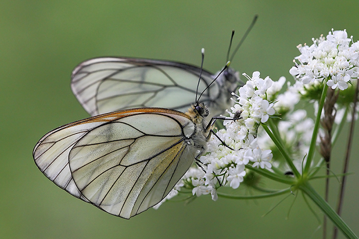 Aporia crataegi - tandem