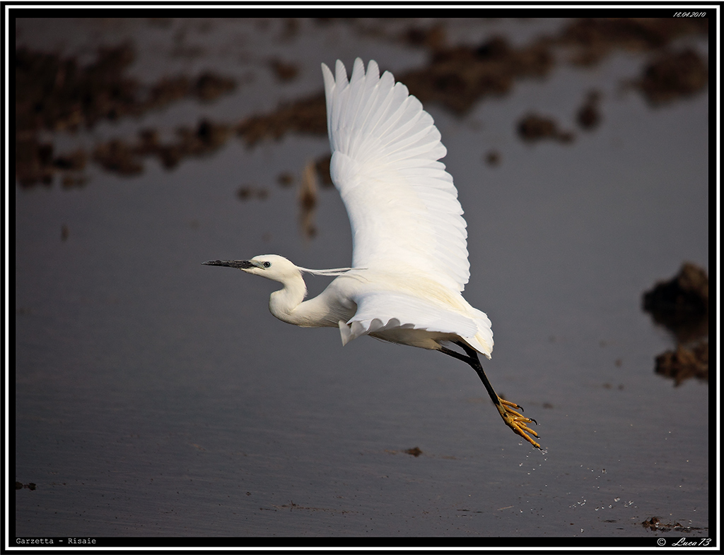 Garzetta # 10 - Involo