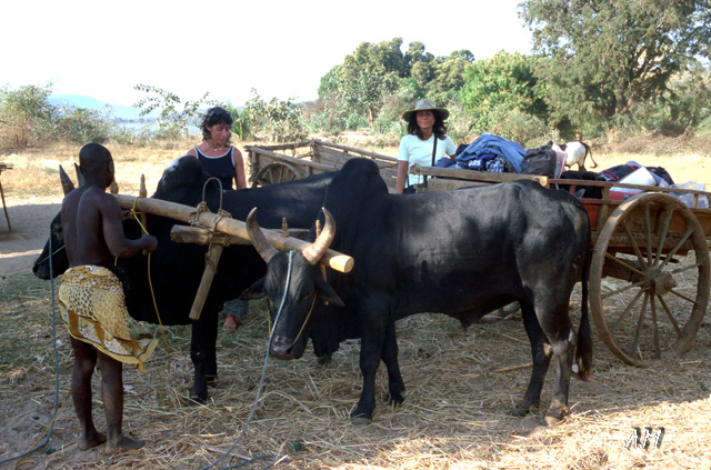 Madagascar - Zeb�car ad Antsiraraka