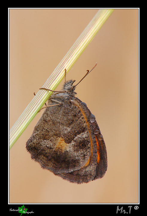 ...Pyronia cecilia...