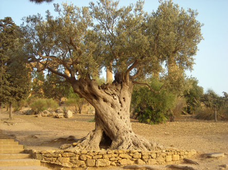 ulivo della valle dei templi