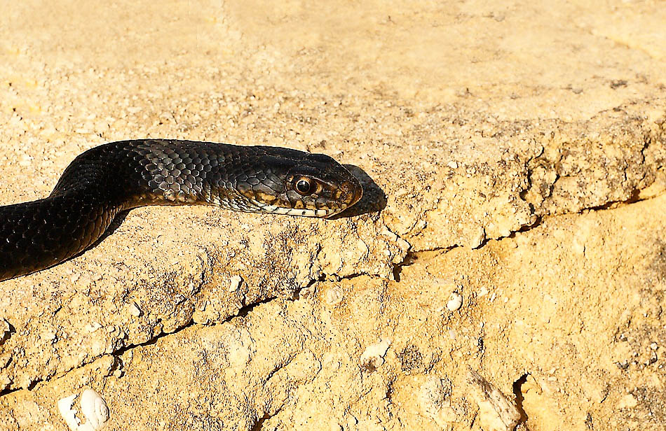 ...Il Guardiano...!!!