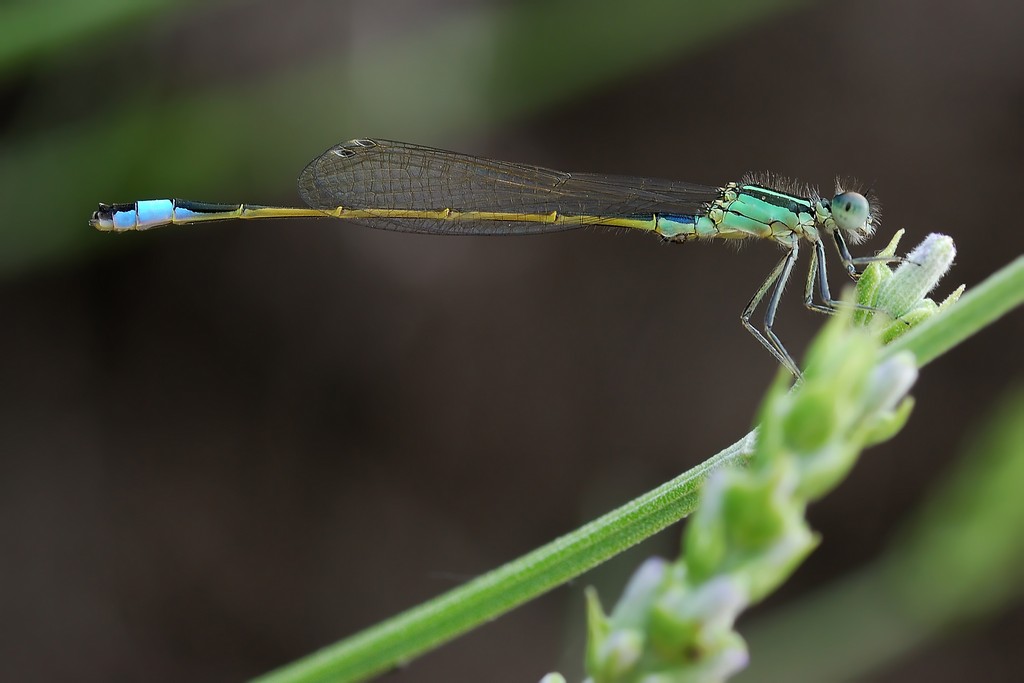 Ischnura Elegans