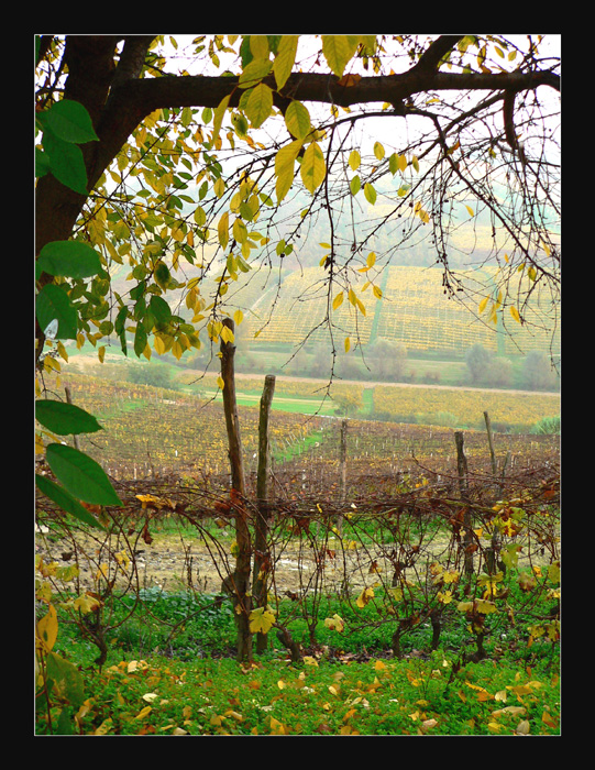 Autunno in campagna