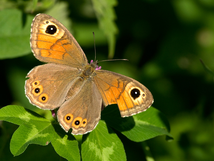 lasiommata maera...vissuta!