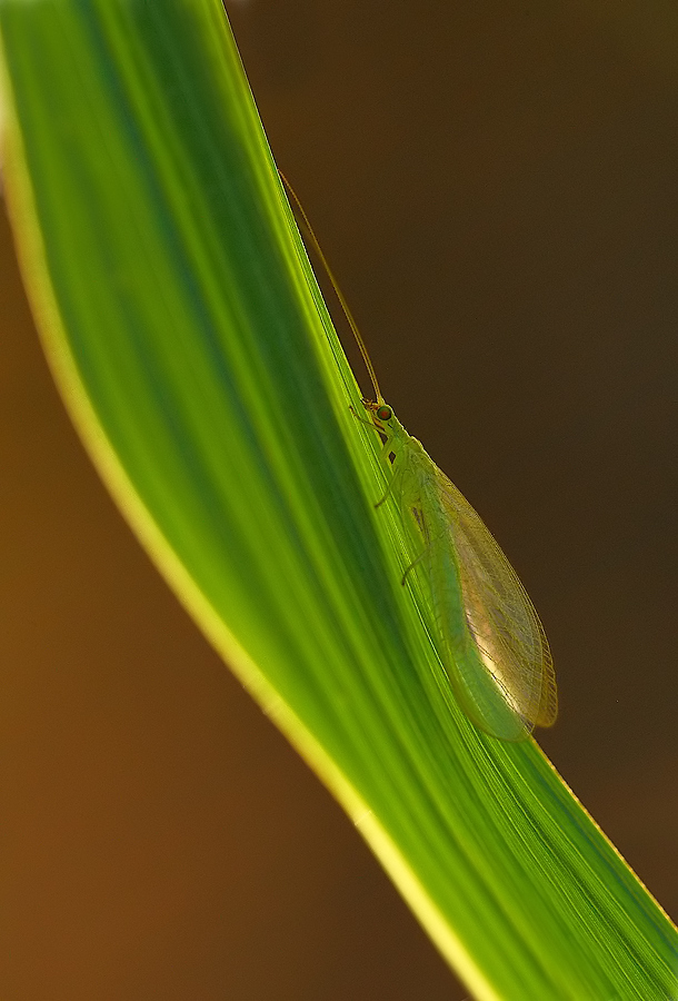...Foglia Verde...!!!