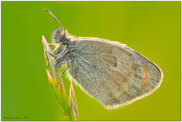 Coenonympha pamphilus al sole