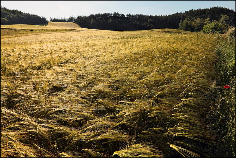 Un torrente in piena...