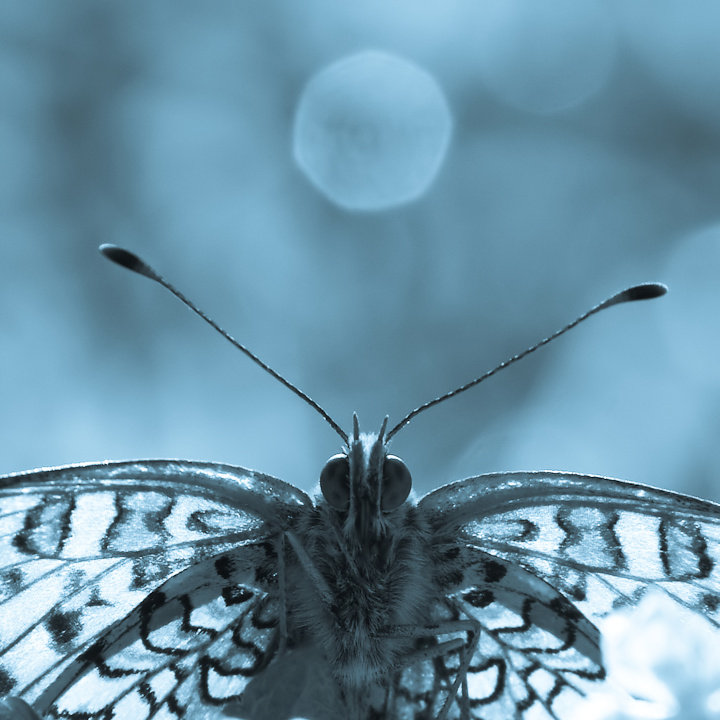 melitaea in blu