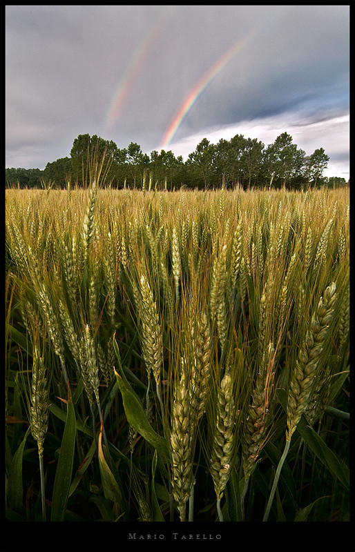 Il campo e l'arcobaleno