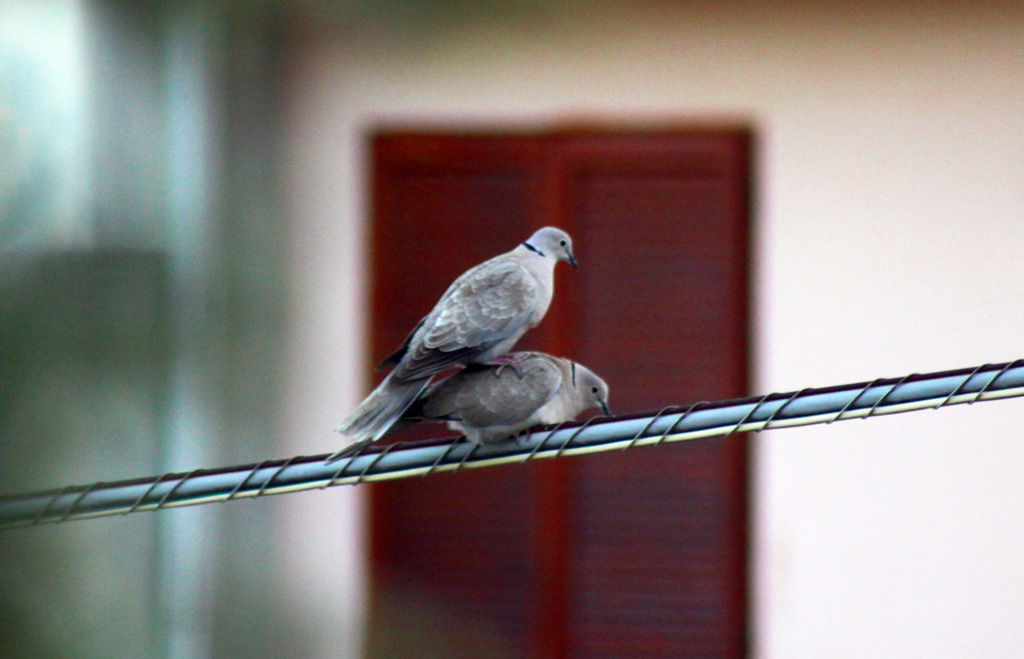 Corteggiamento pesante...
