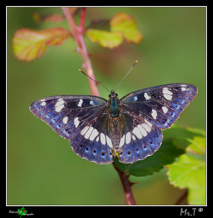 Salvare uno scatto.....