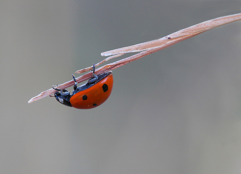 ...Da Capogiro...!!!