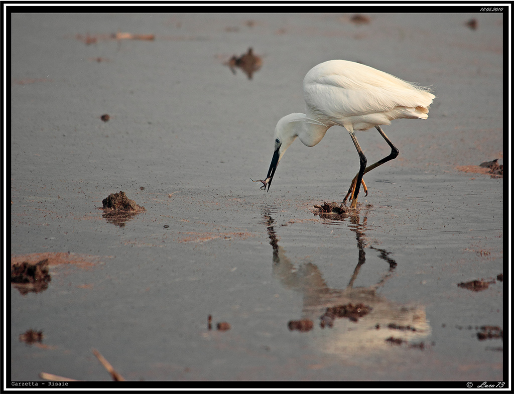 Garzetta # 11 - con preda