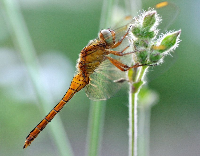 controluce e trasparenze