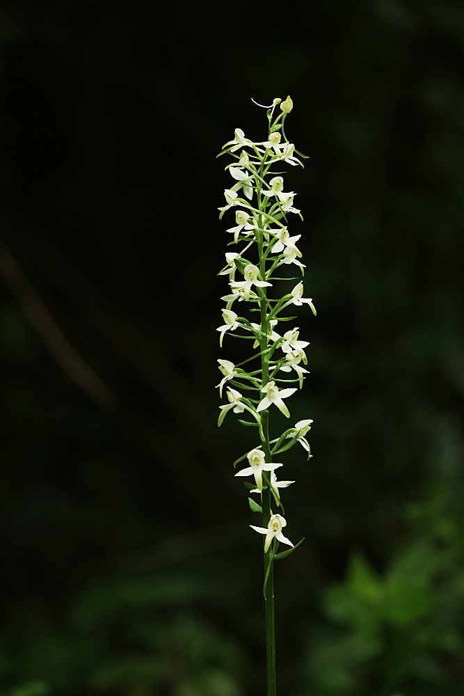 Platanthera 2010