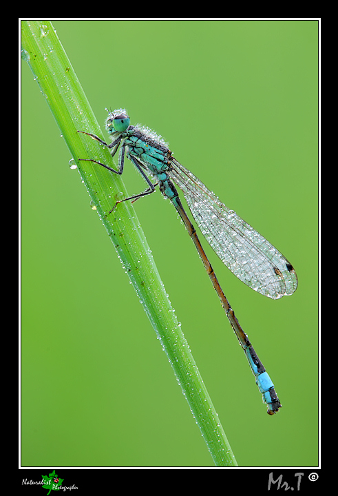 ...Ischnura genei...