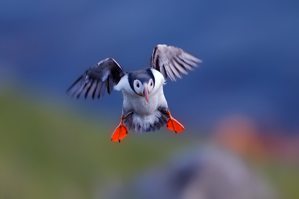 Puffin 2