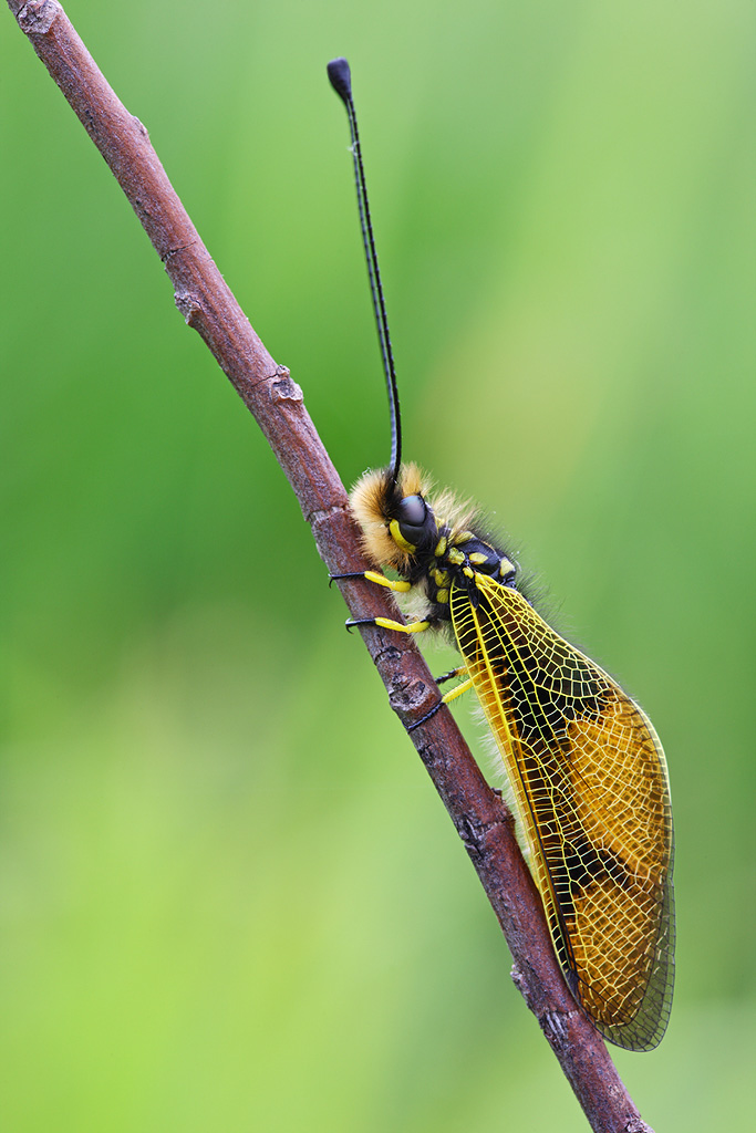 Libelloides longicornis