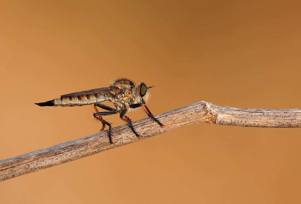 ...Ritorna Sempre...!!!