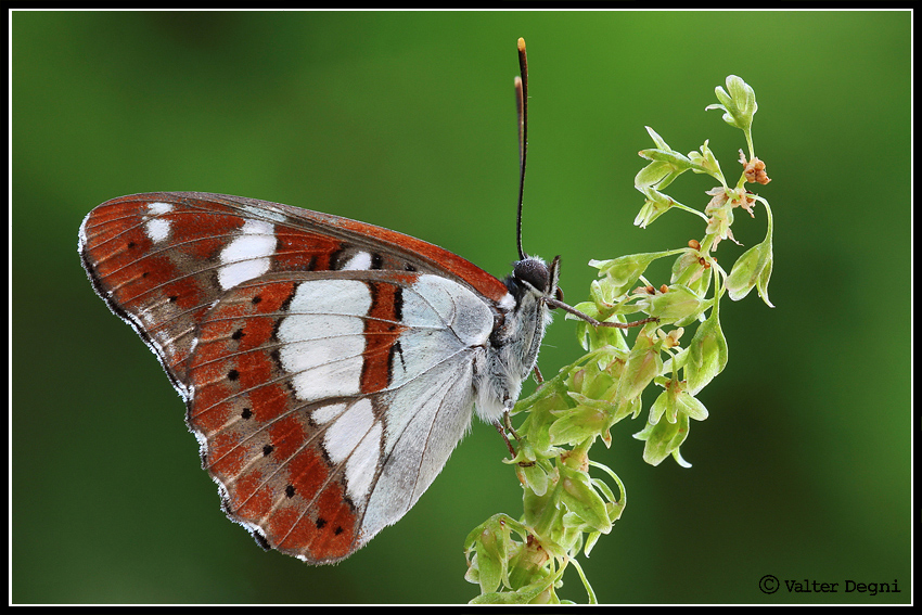 Limenitis reducta